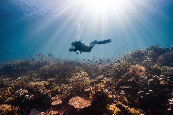 Plongée sous-marine dans le Var : comment apprécier la faune et la flore ?