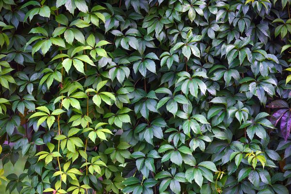 Comment choisir un mur végétal ?