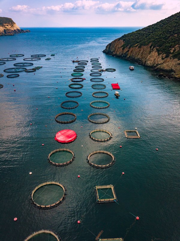 Pourquoi opter pour l'élevage des poissons?