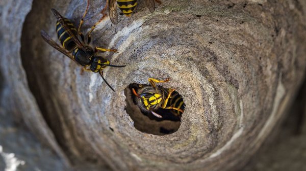 Intervention professionnelle : une solution contre les insectes