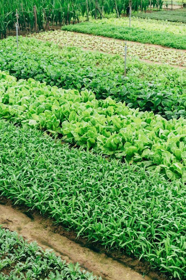 Quels sont les avantages et les défis de l'agriculture souterraine pour les villes du futur ?